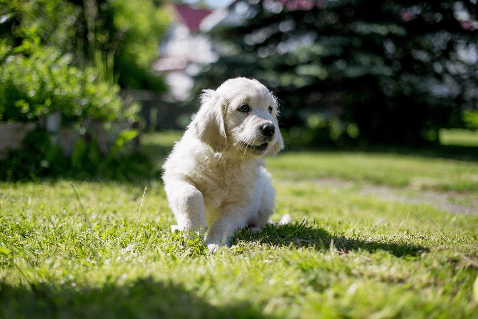 A Golden Retriever puppy is standing in the garden