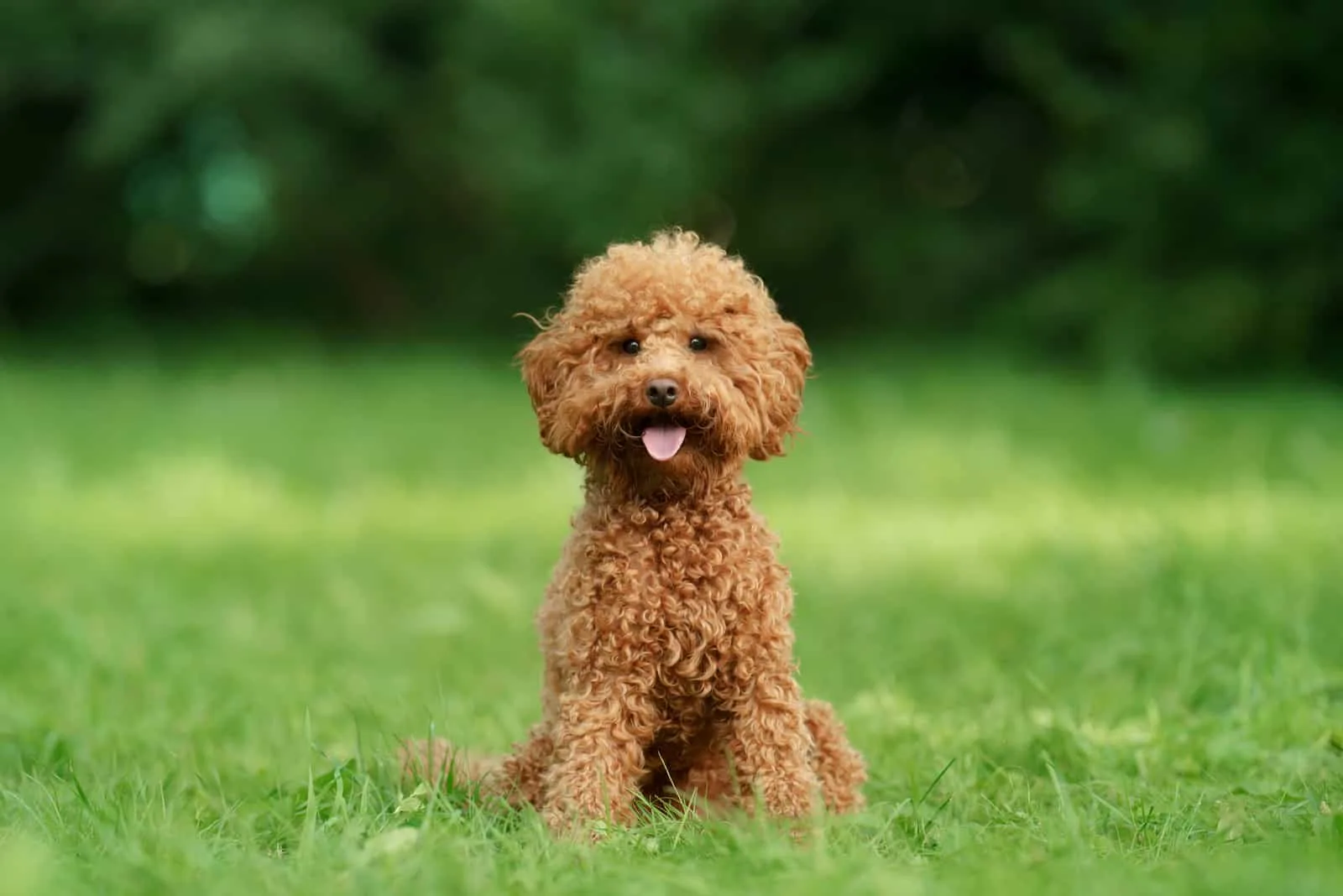 A poodle is sitting on the grass
