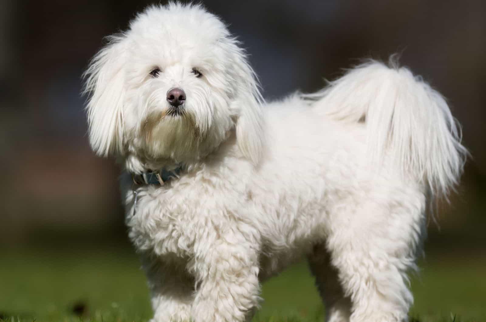 A purebred Coton de Tulear dog without leash outdoors