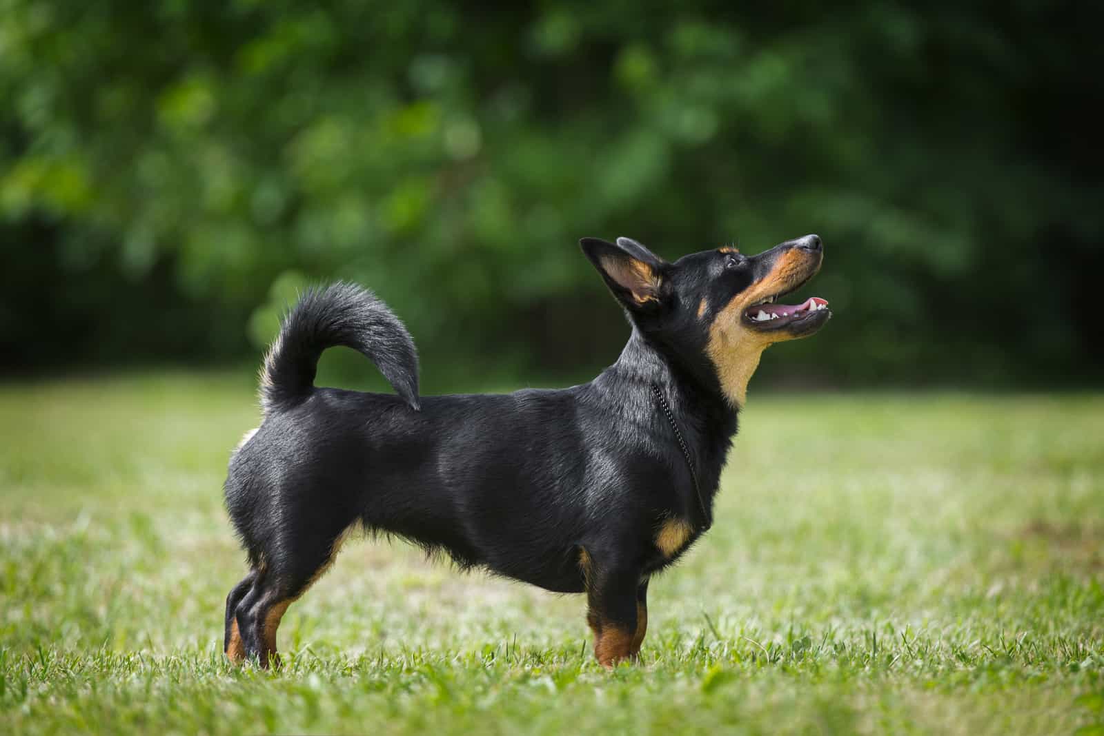 Adorable Lancashire Heeler Posing In Summer