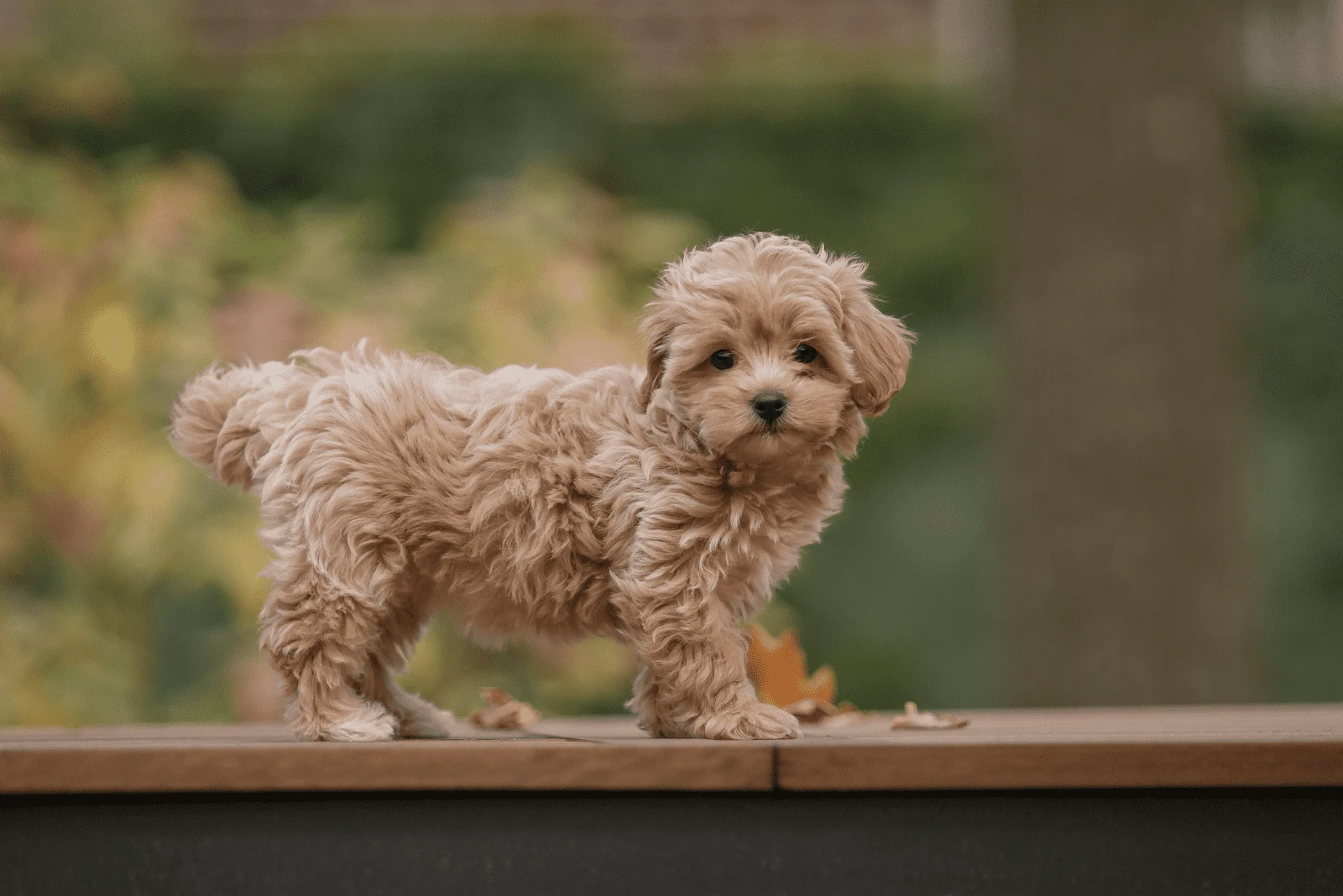 Adorable Maltese and Poodle mix Puppy