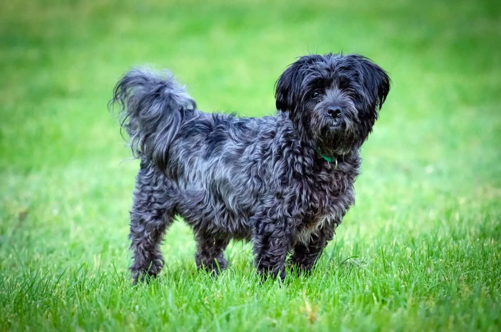 Affenpinscher