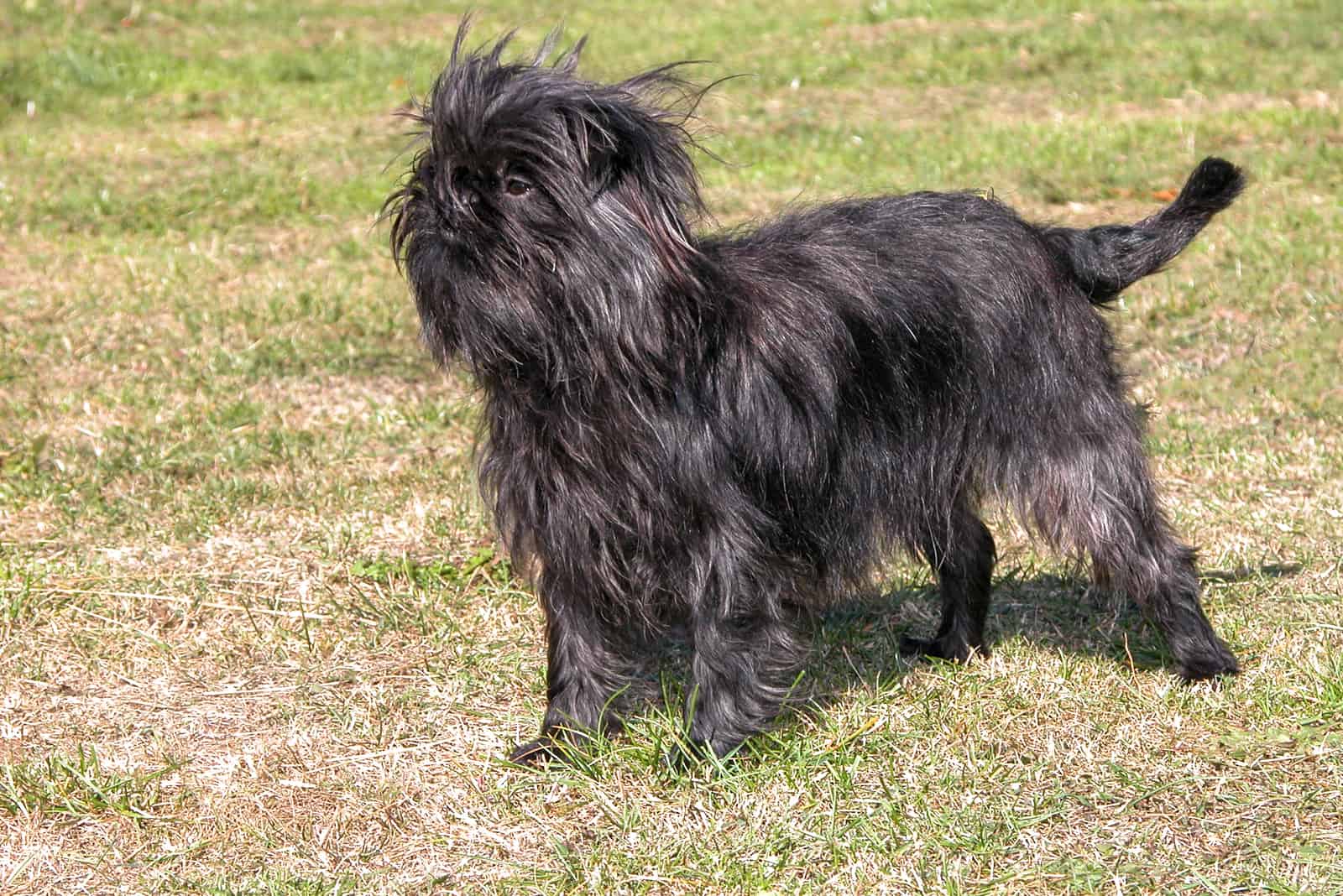 Affenpinscher dog outdoor
