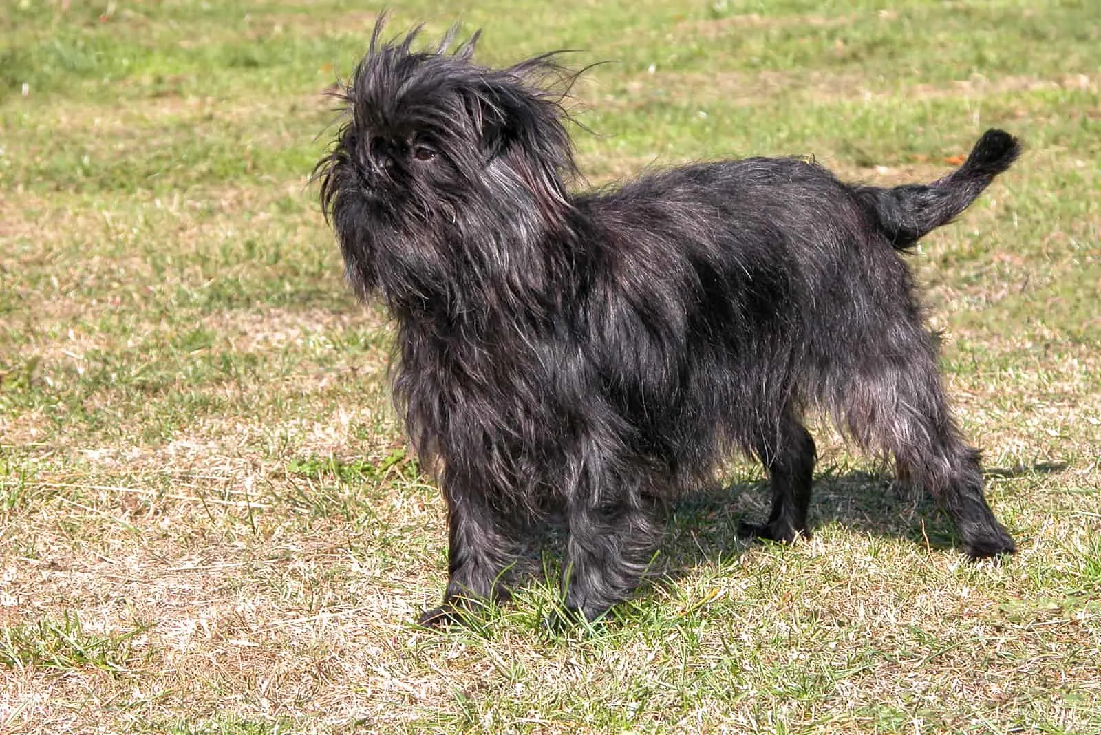 Affenpinscher dog outdoor