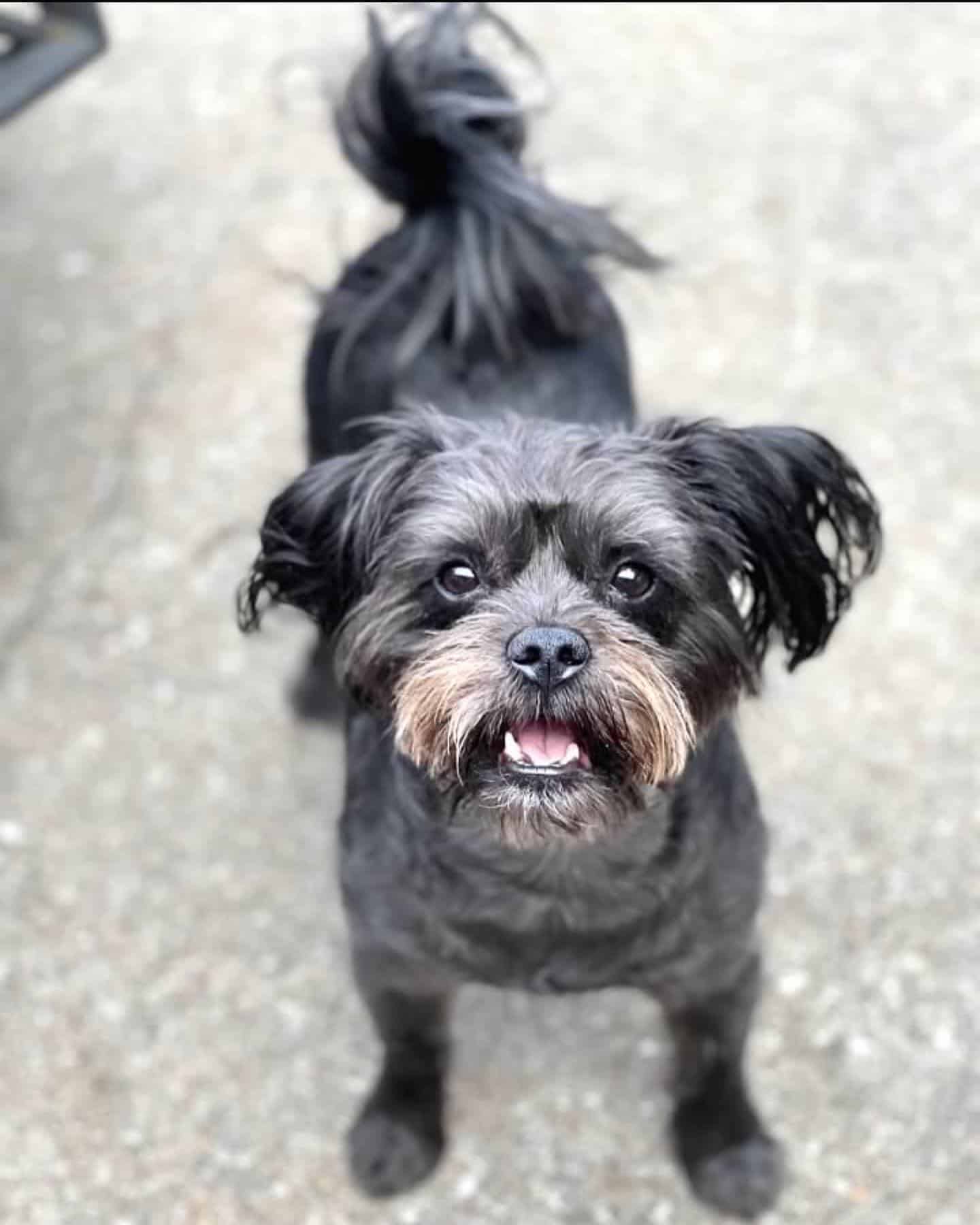 Affenpoo dog looking up