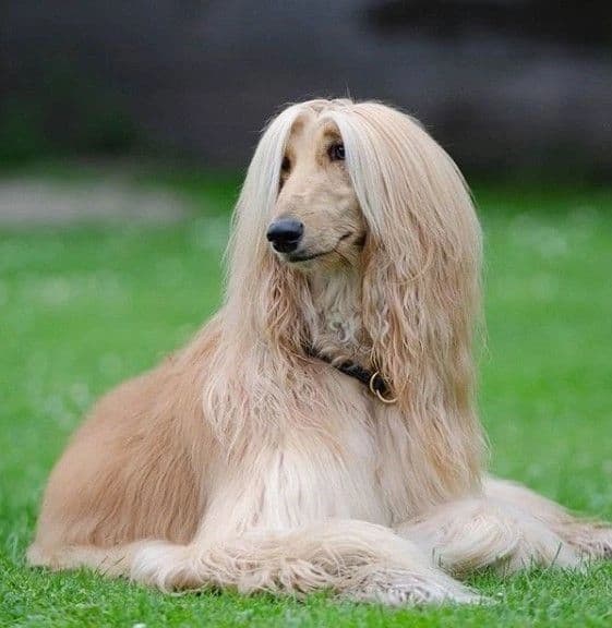 Afghan Hound sitting on grass