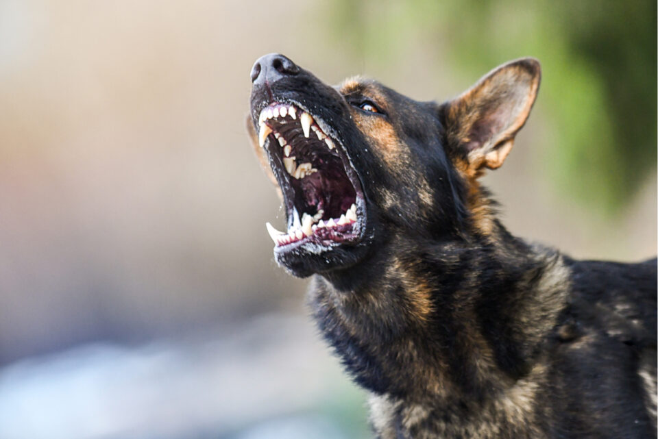 Where To Surrender An Aggressive Dog? 6 Safe Solutions