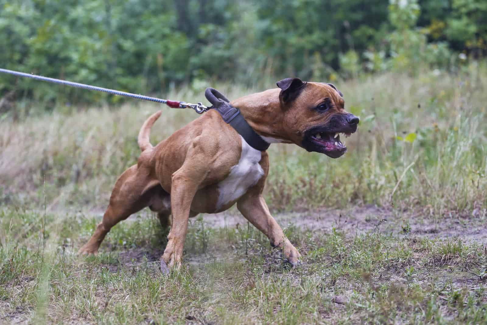 Aggressive Dog pulling owner