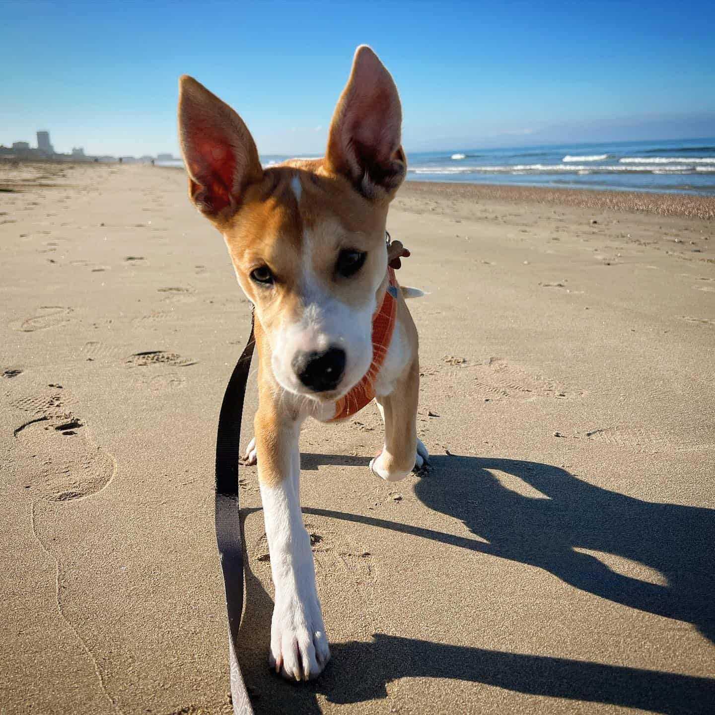 Akita Pit on the beach