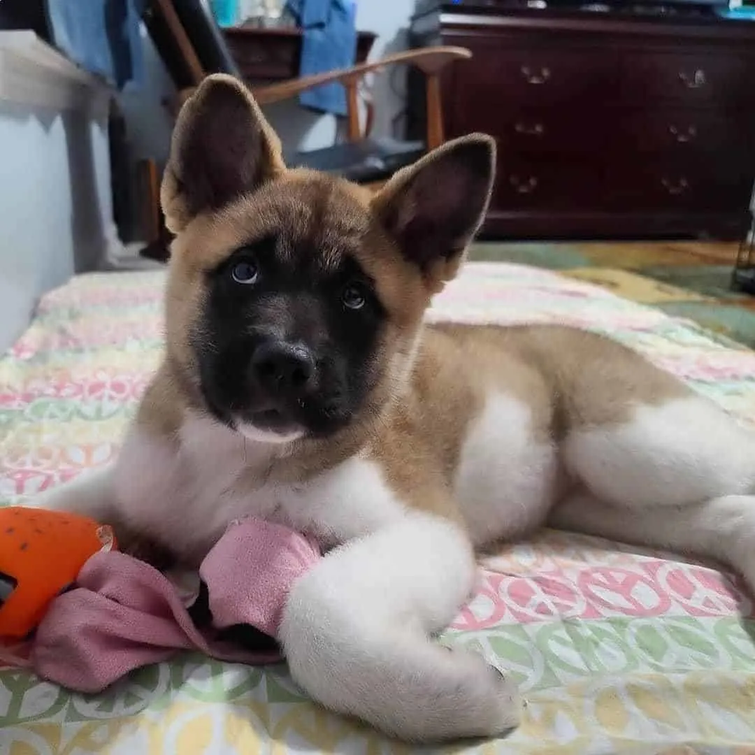 Akita Shepherd puppy laying on the bed