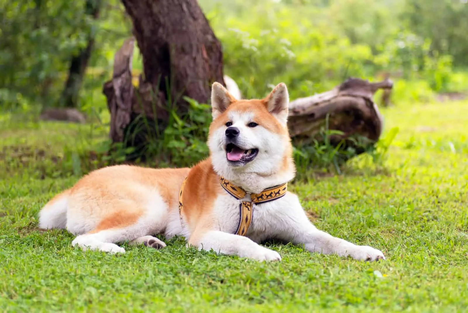 Akita is lying on the grass