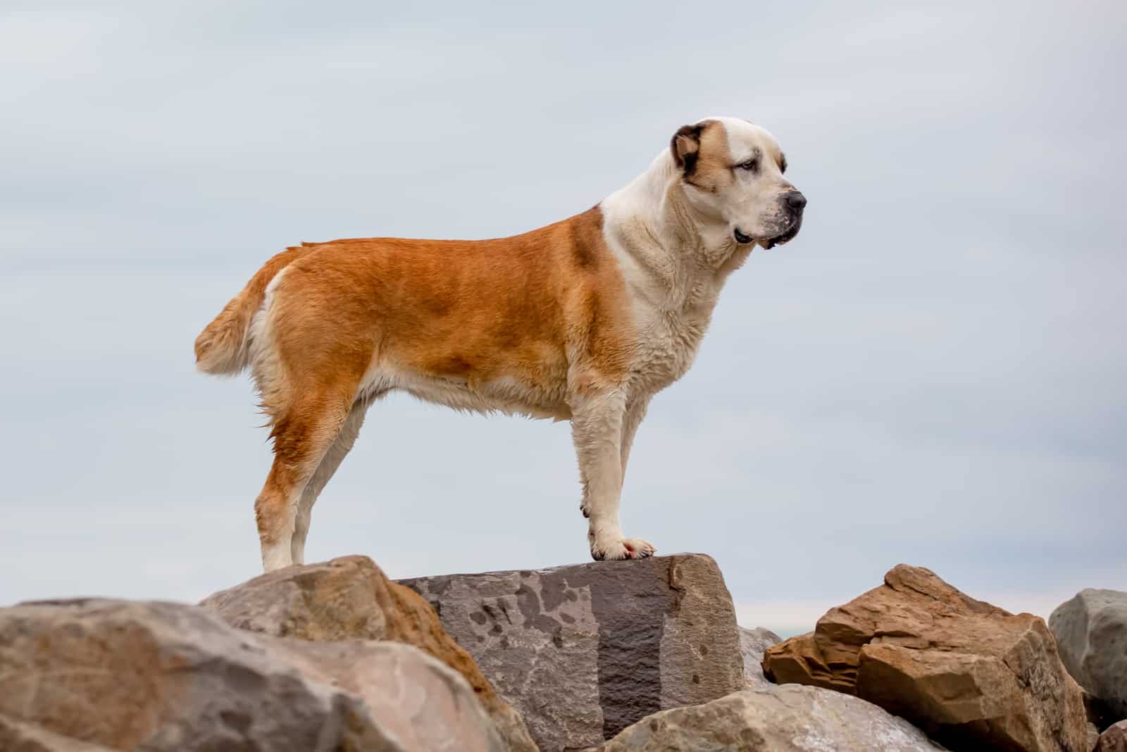 Alabai is standing on a stone