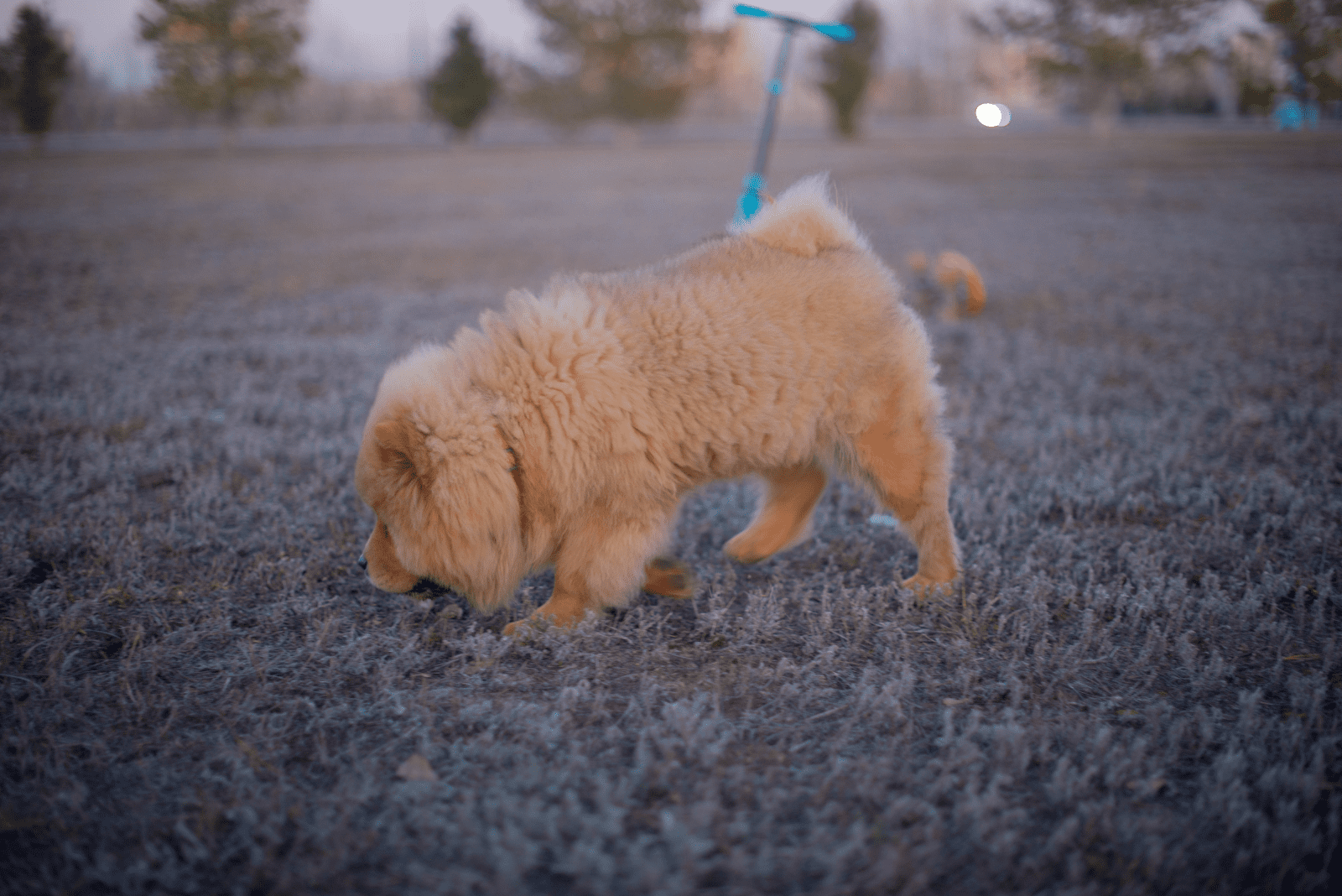 Alaskan Chow walks in the field