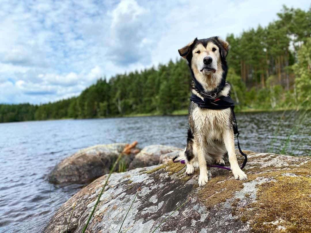 Alaskan Goldenmute sitting on a rock