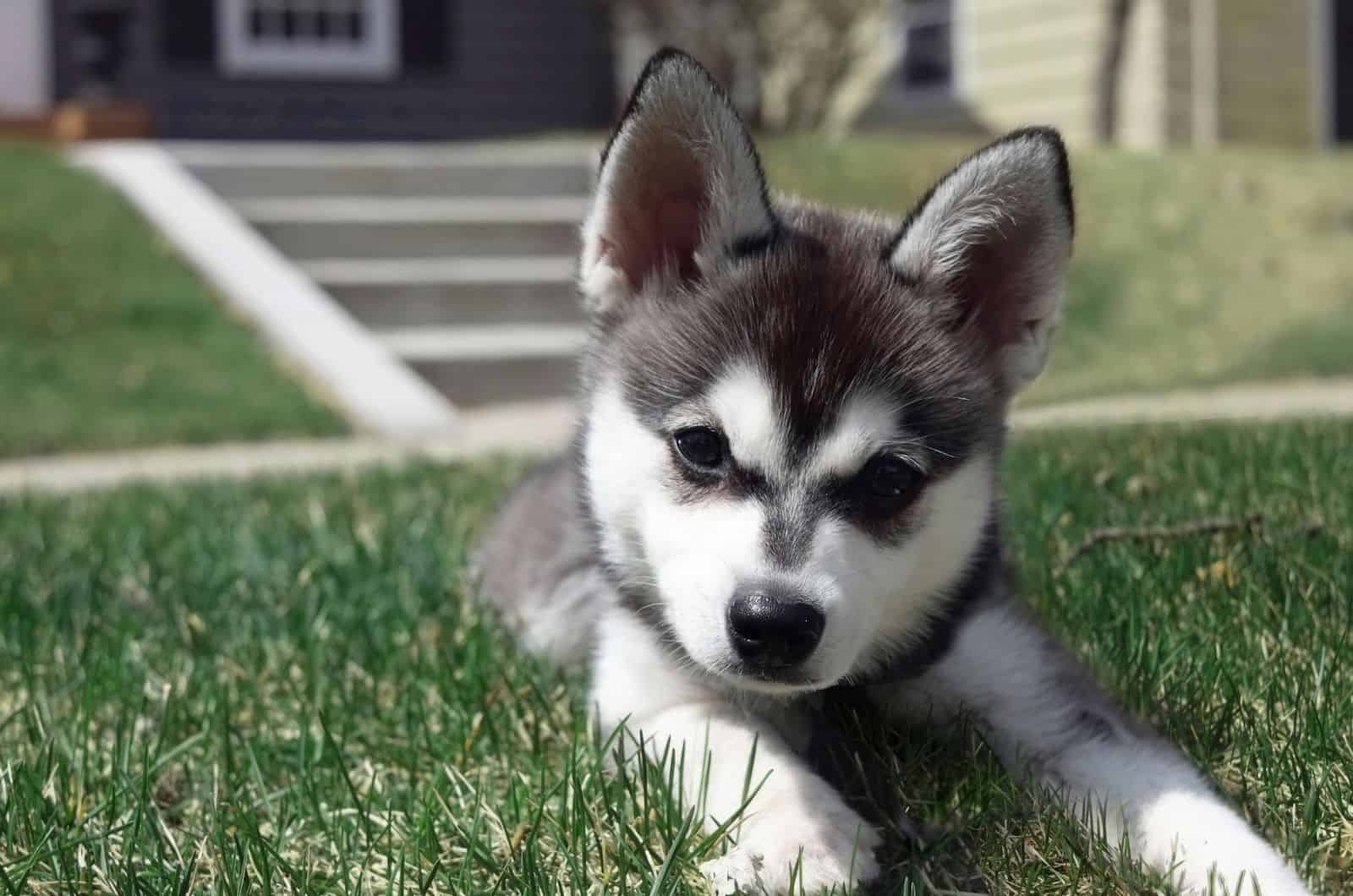 Alaskan Klee Kai