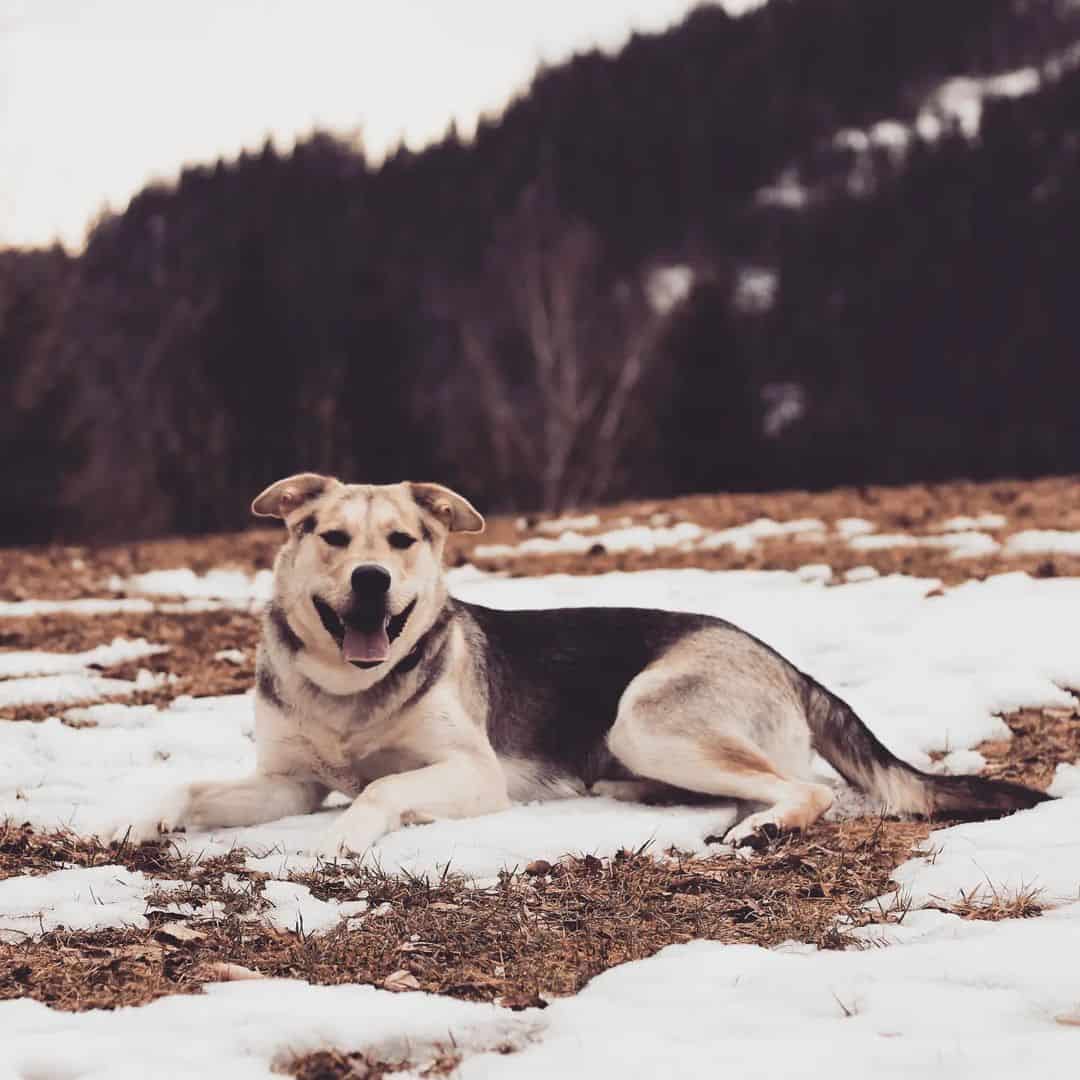 Alaskan Malador lies in the grass on the snow