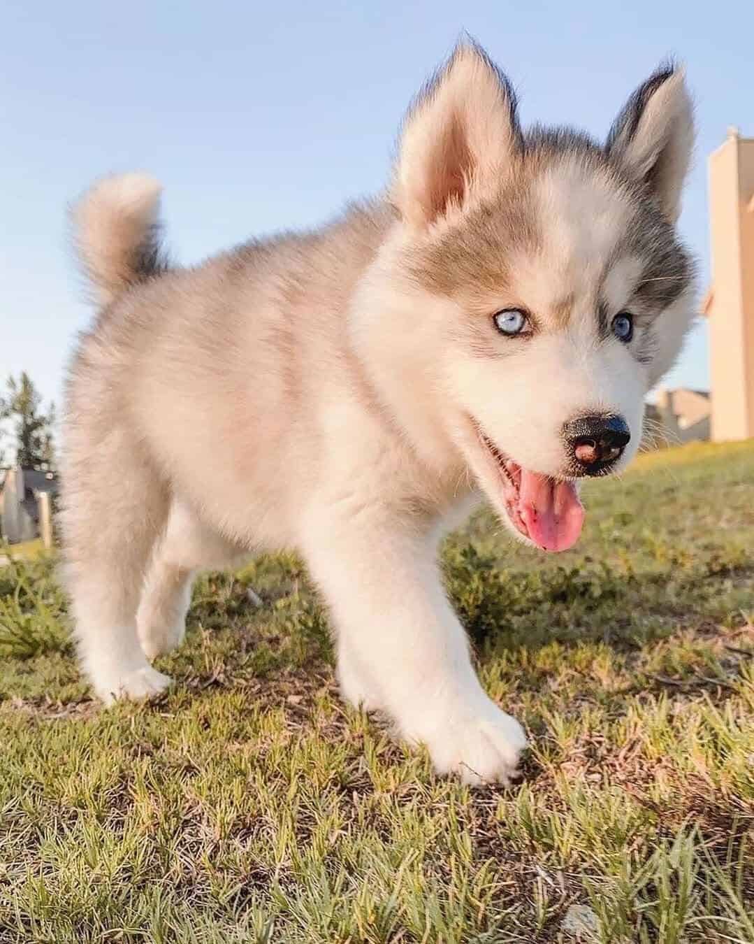 Alaskan Malamute dog