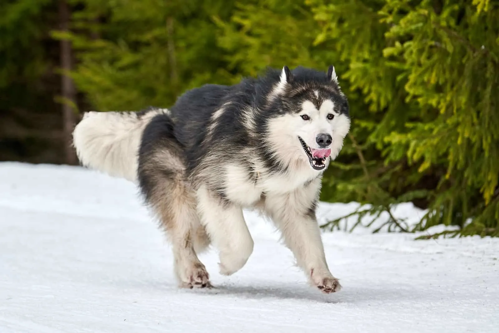 Alaskan Malamute running in the snow