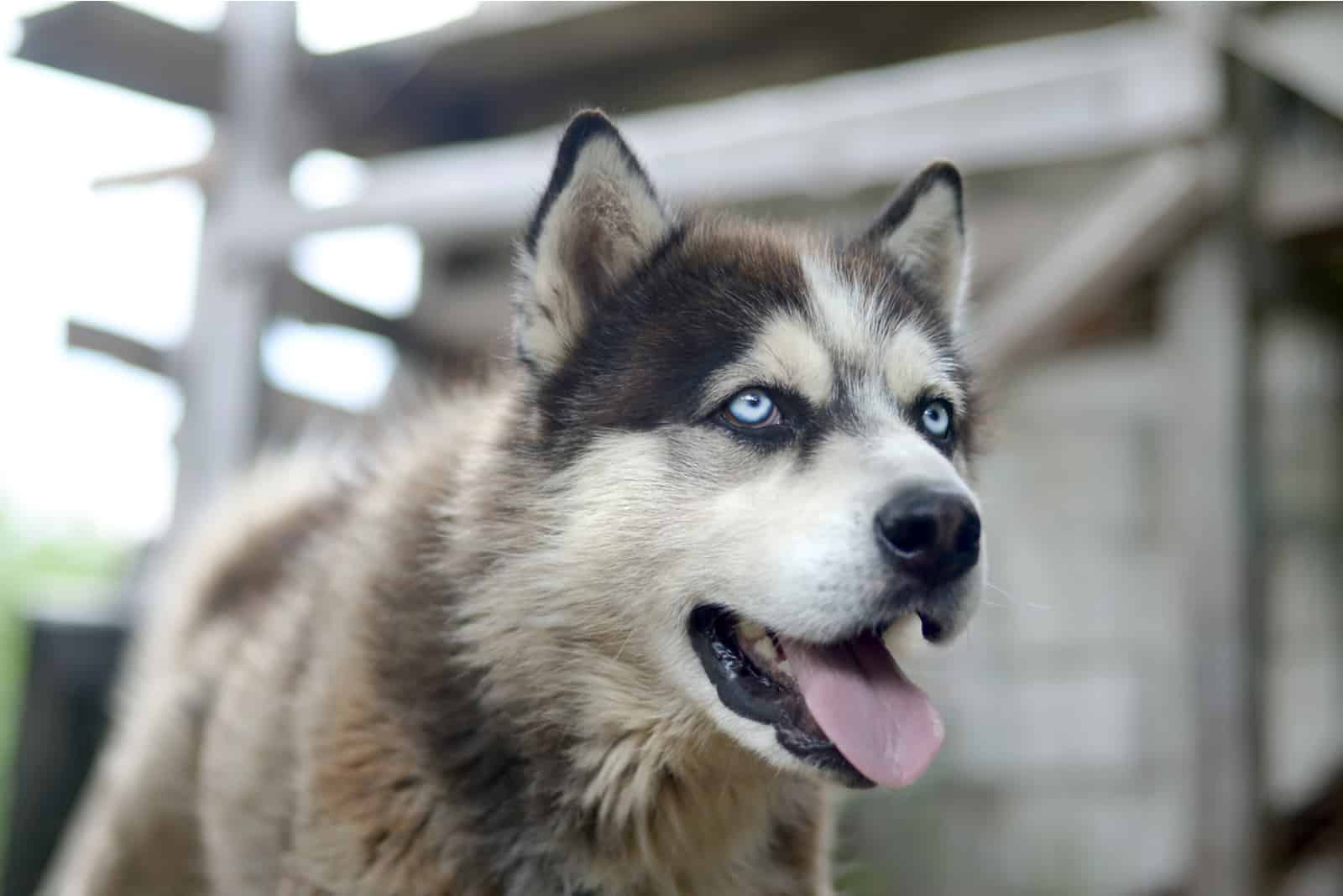 Alaskan Malamutes with blue eyes