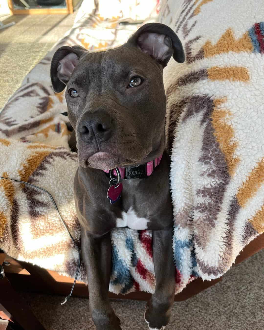 Alaskan Pitbull is lying on the couch