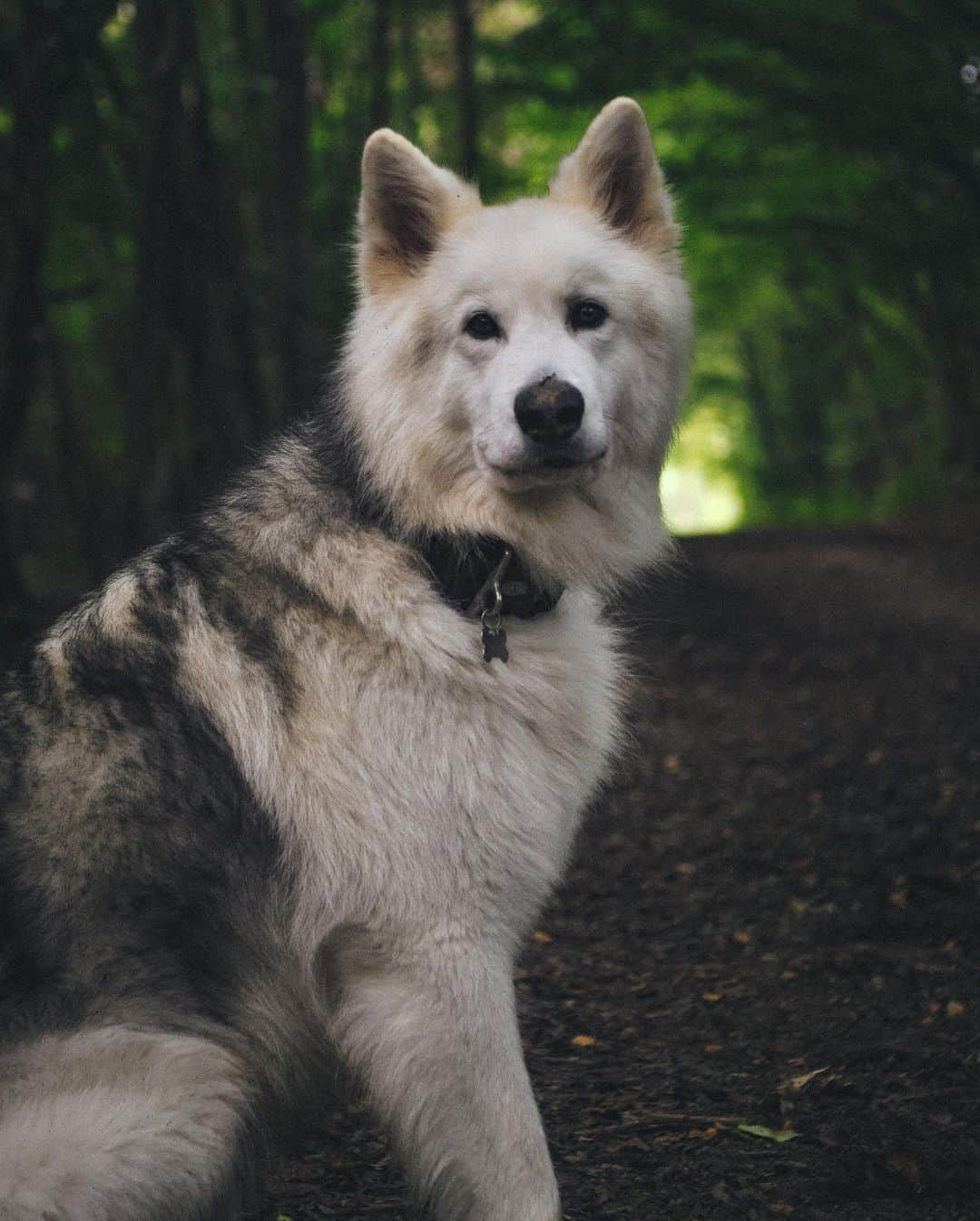 Alaskan Shepherd sitting and looking at the camera