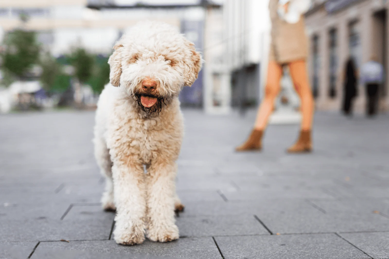 Albino Lagotto Romagnolo is standing and looking at the camera