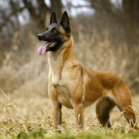 Belgian Malinois standing in a field