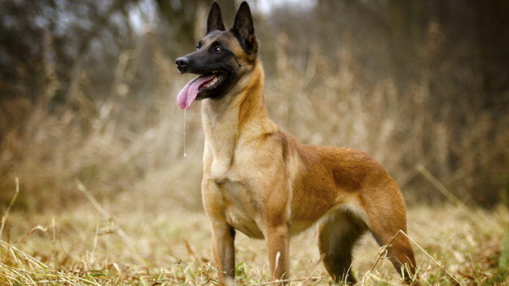 All About Military Belgian Malinois: Favorite K9 Fighter