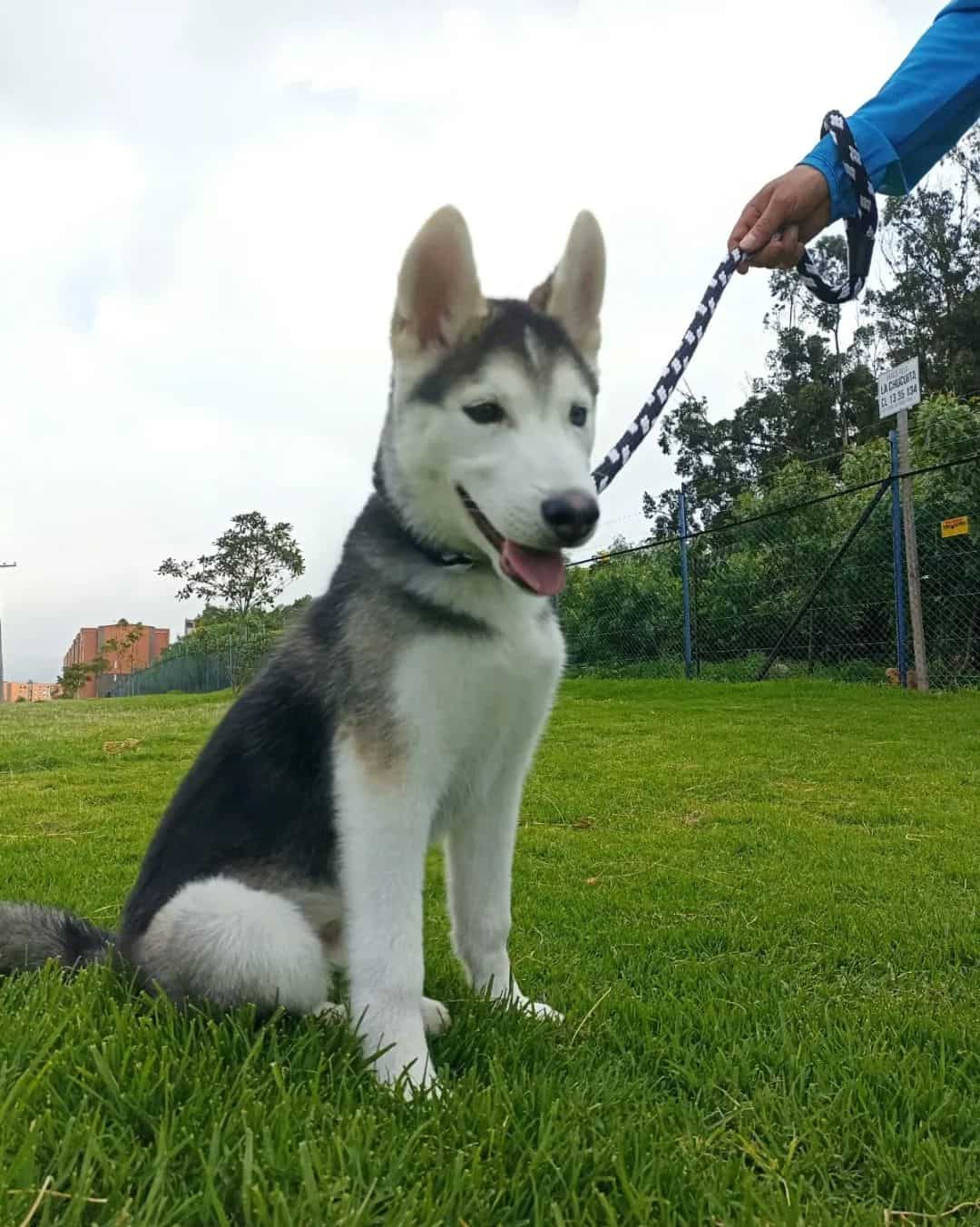 Alusky dog on the grass