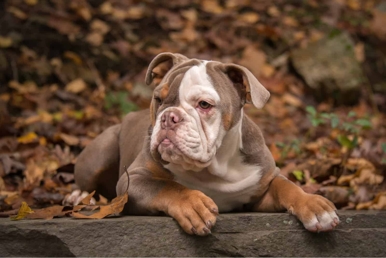 American Bulldog is lying down and resting