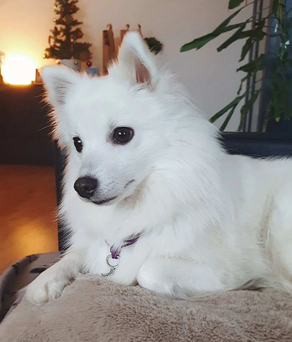 American Eskimo Dog