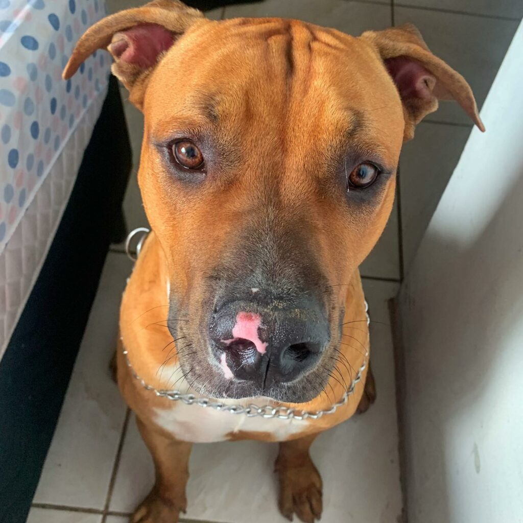 100 Mixed Dog Breeds You Didn’t Know Existed (With Pictures)