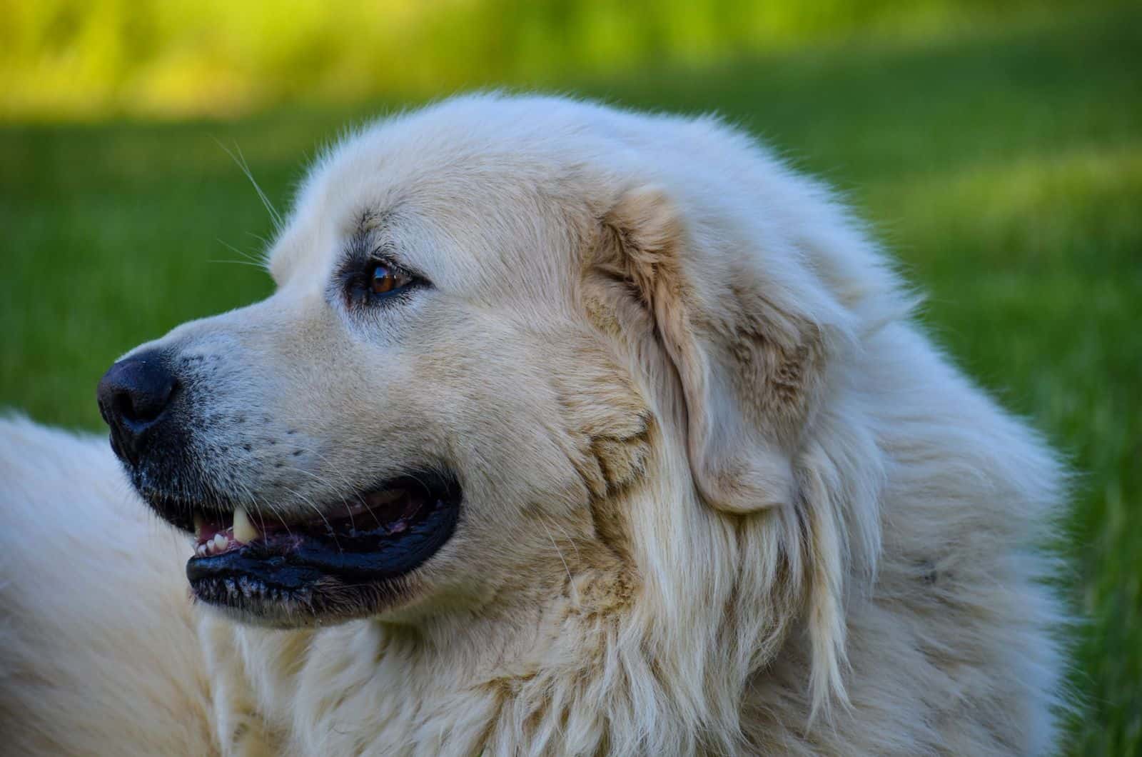 Anatolian Pyrenees dog outdoor