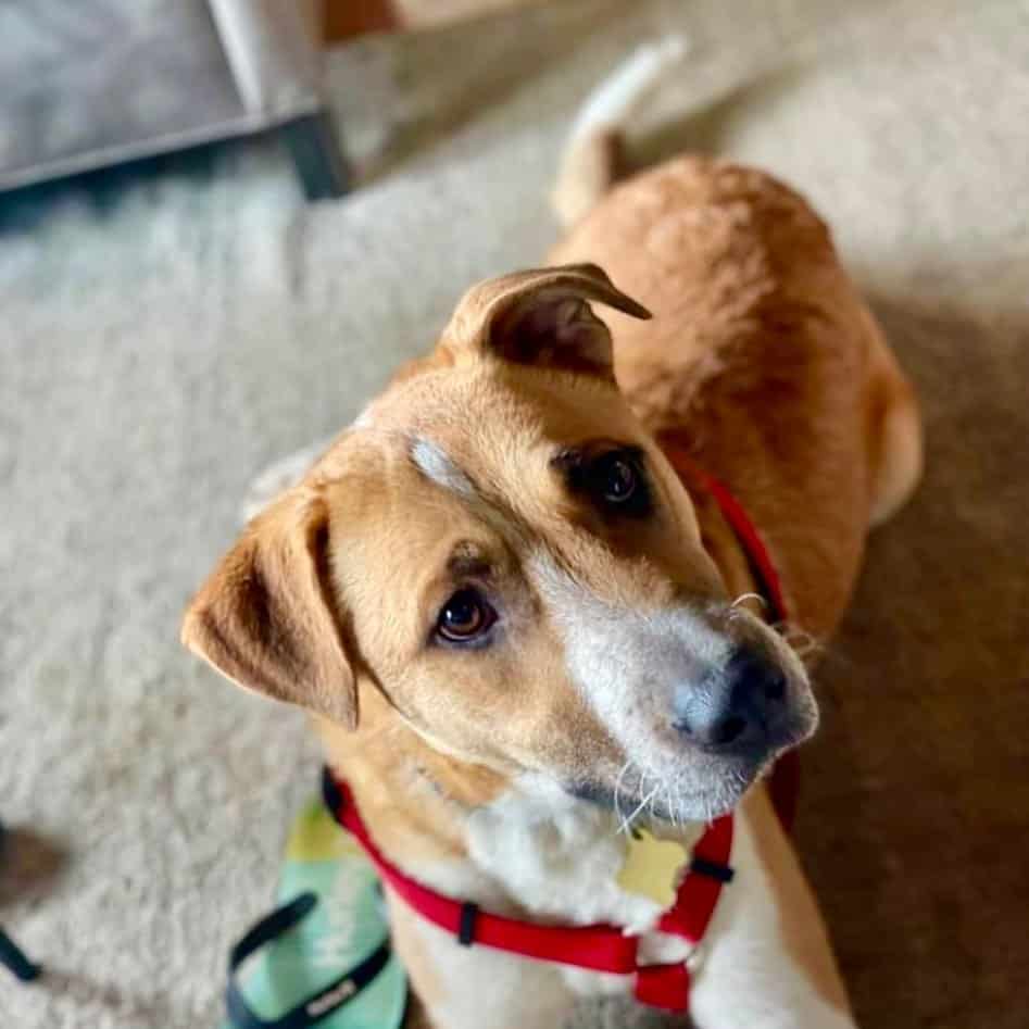 Anatolian Shepherd and Pitbull Mix dog on the floor