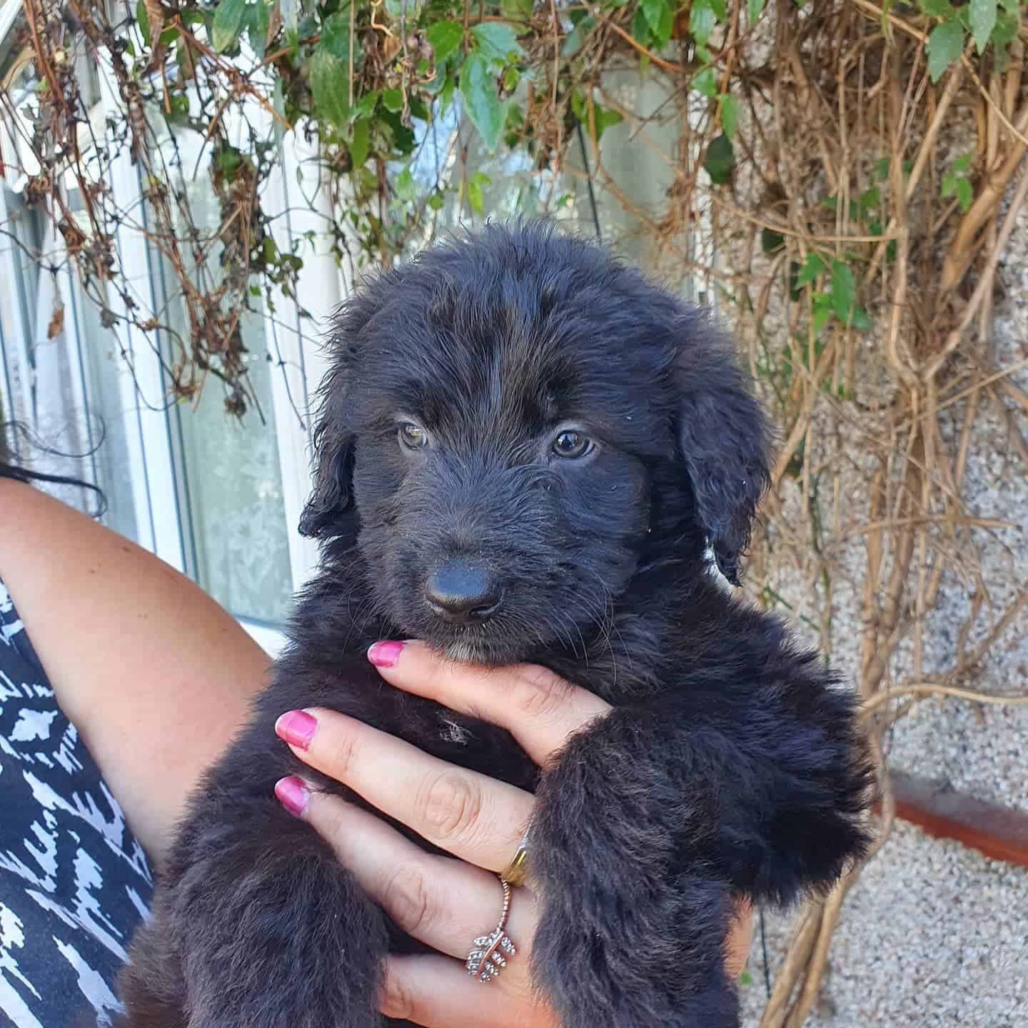 Anatolian Shepherd and Poodle mix puppy