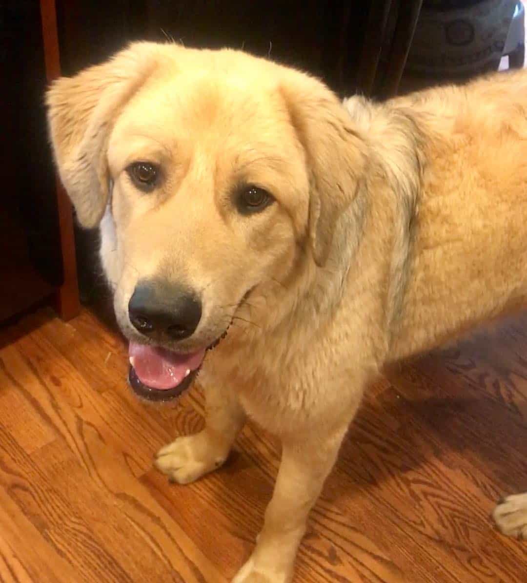 Anatolian retriever standing at home