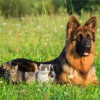 german shepherd lies in the grass with several kittens