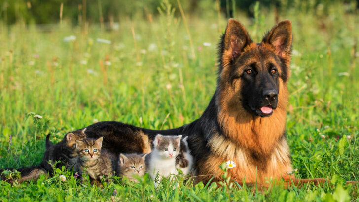 Are German Shepherds Good With Cats? A Guide You Need To Read