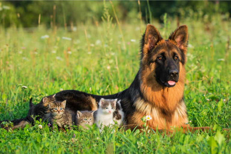 german shepherd lies in the grass with several kittens