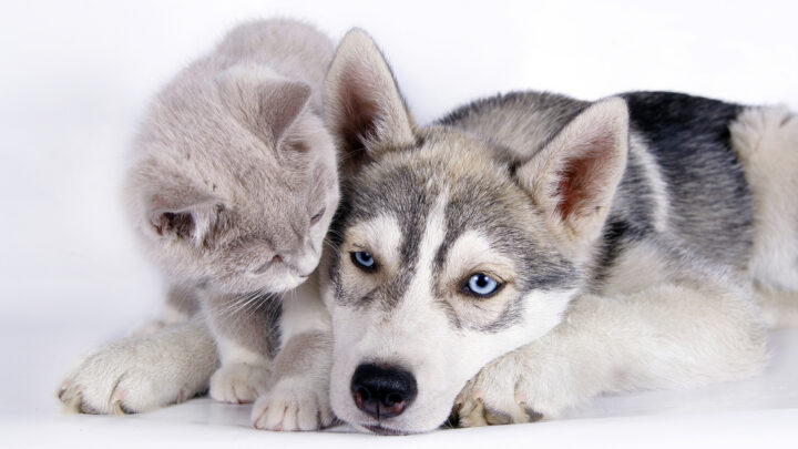 Are Huskies Good With Cats? Everything You Should Know