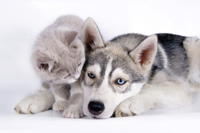 husky and cat