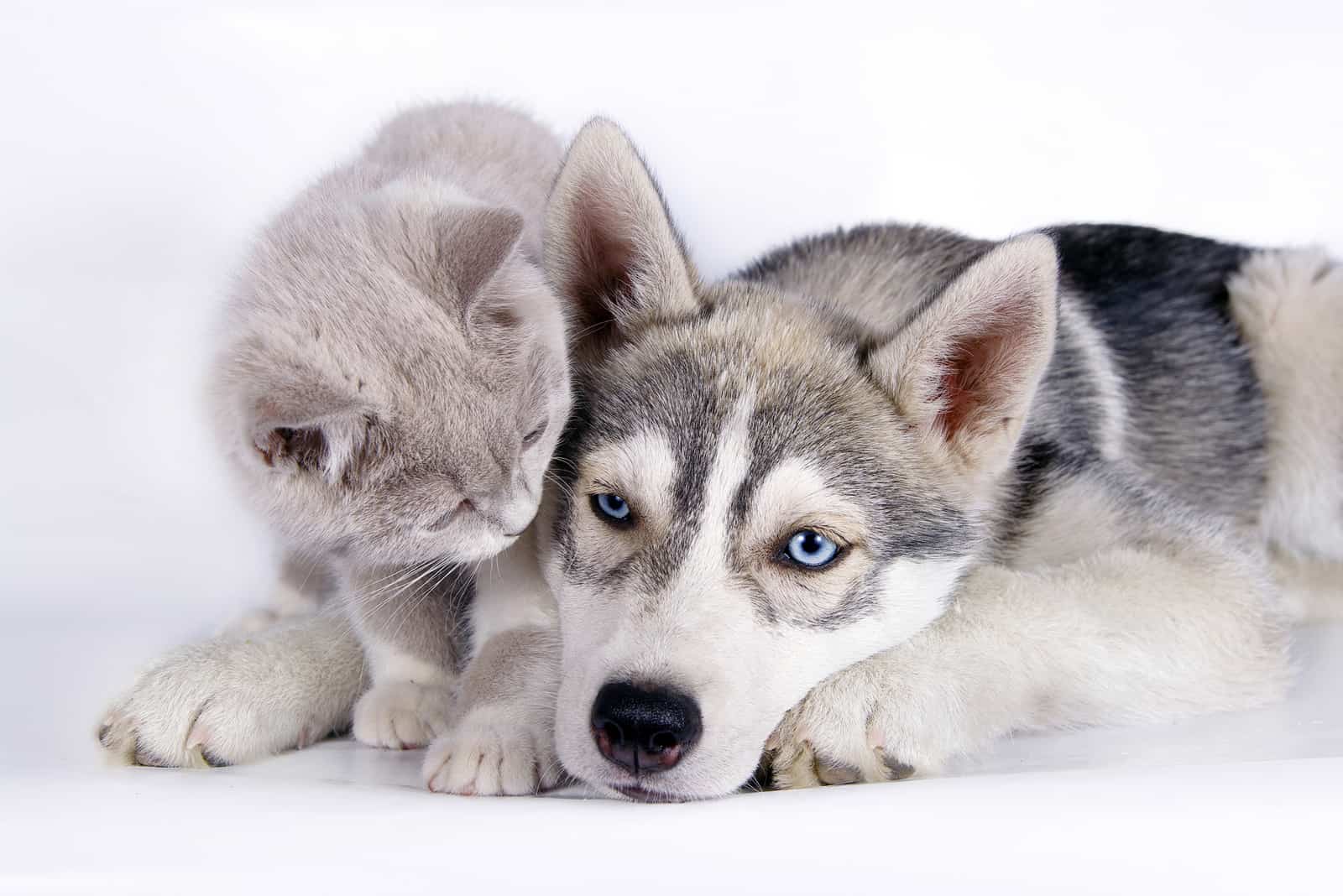 Are Huskies Good With Cats? Everything You Should Know