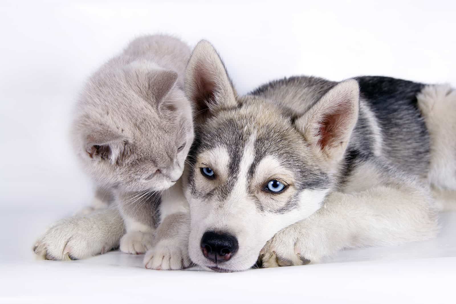 are siberian huskies good with cats