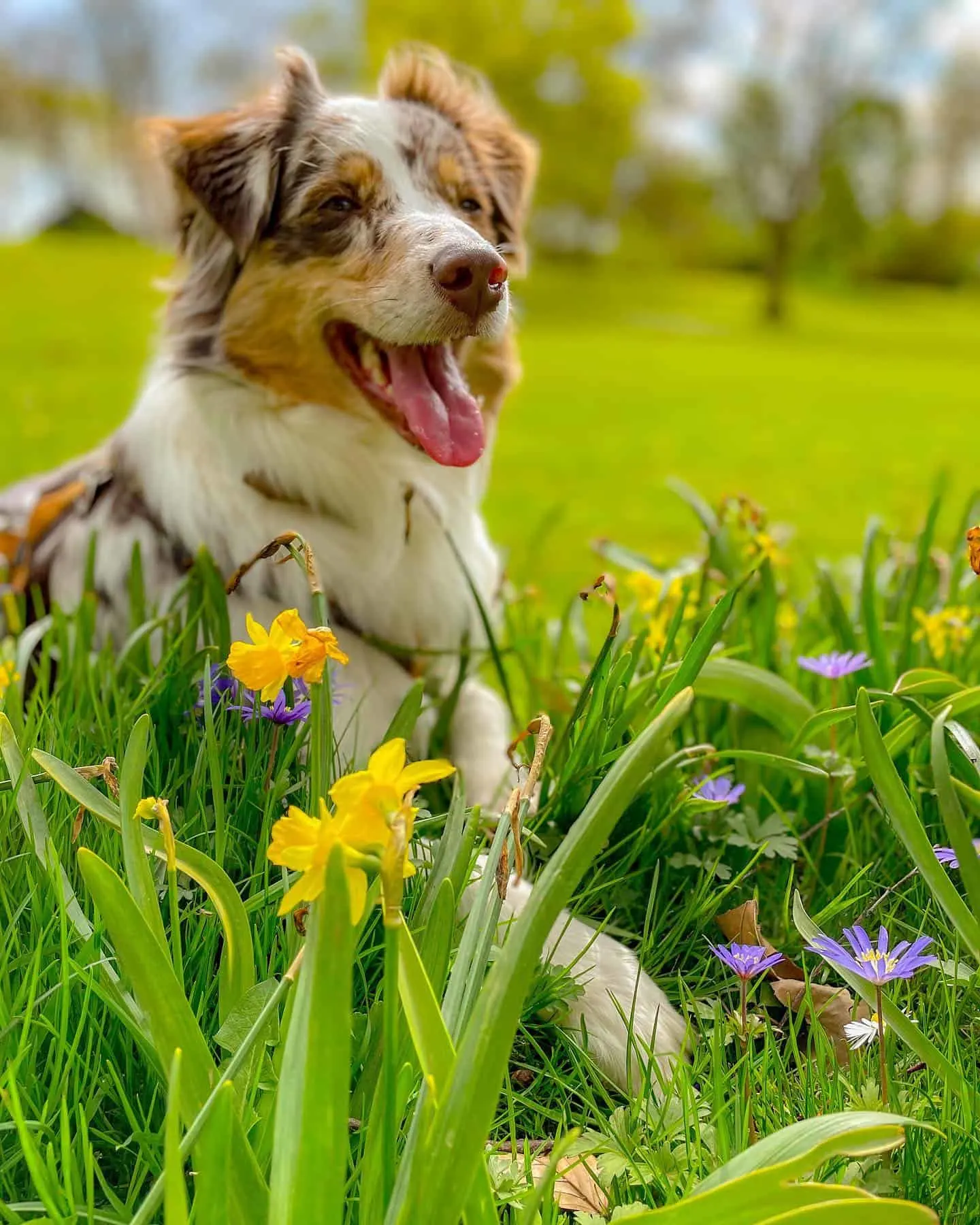 Aussie German dog in the flowers