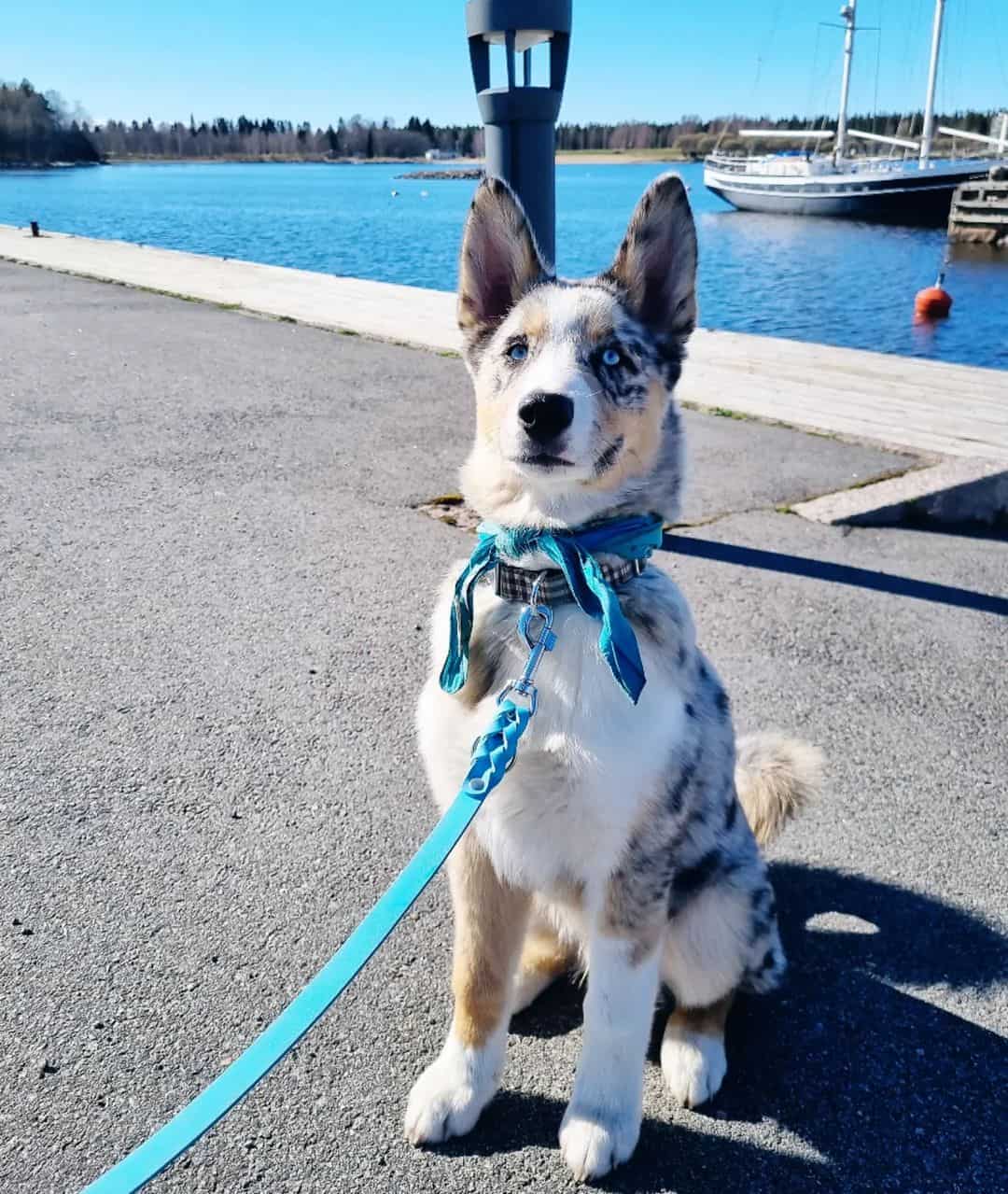 Aussie Siberian sits and looks above him