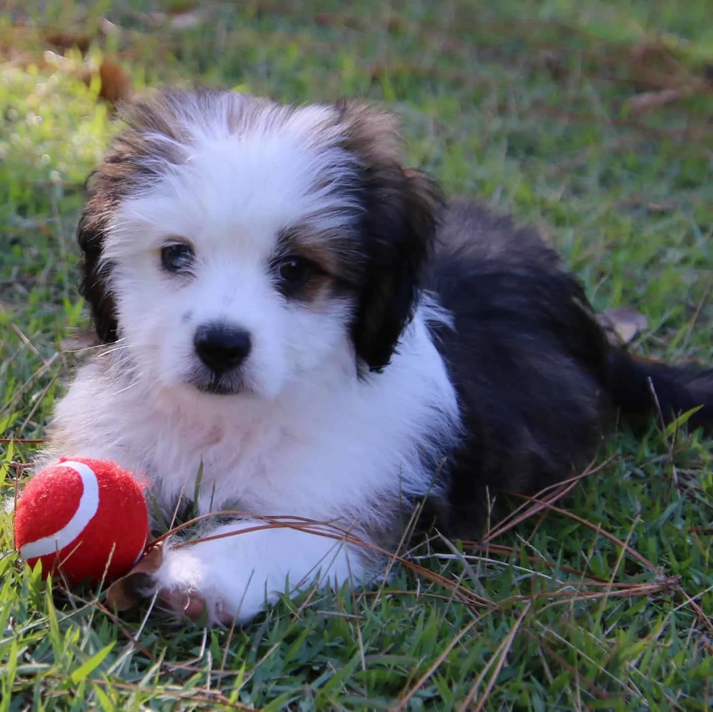 Aussie Tzu dog with ball on the grass