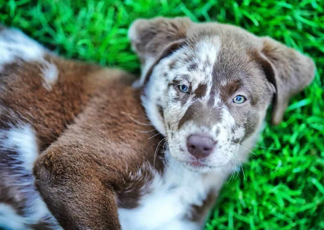 Aussiedor lies in the grass