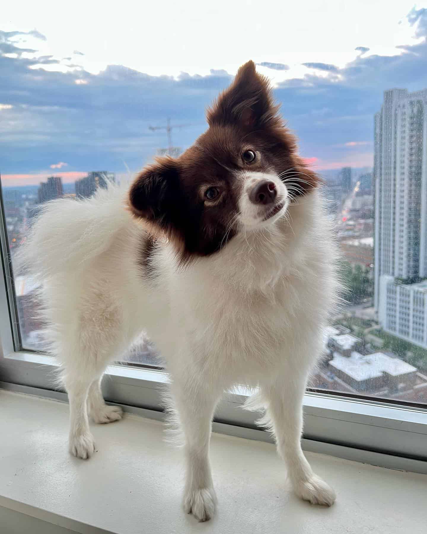 Aussiepom standing on the window