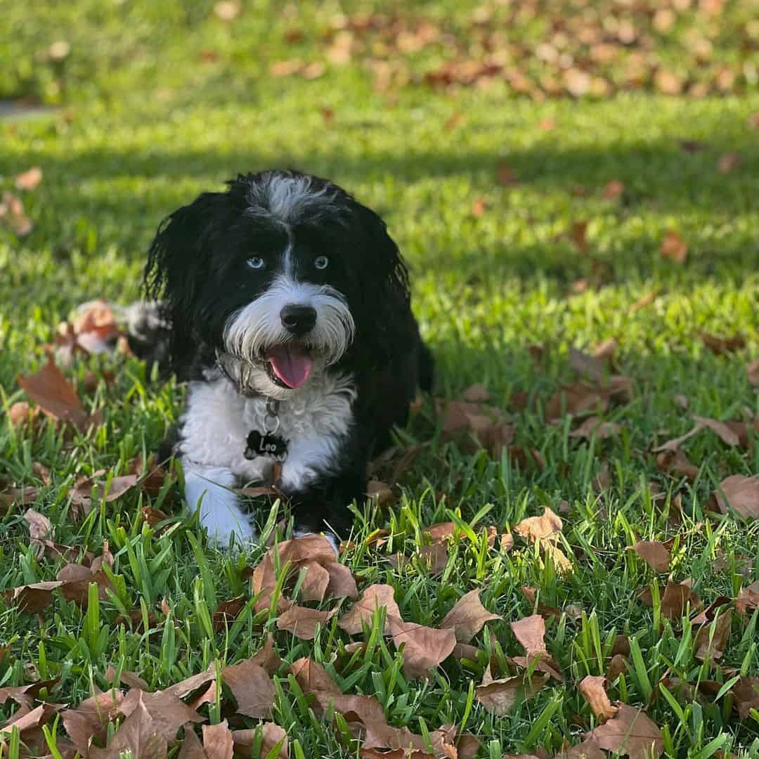 Aussiepoo is lying in the grass