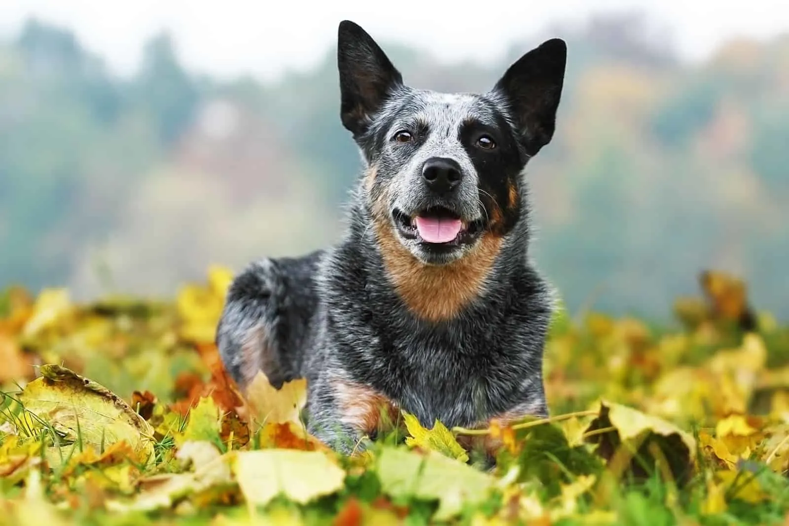 Australian Cattle Dog lies in the leaves